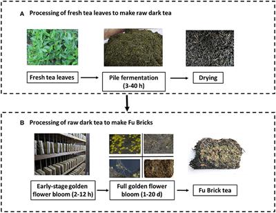 Microbial Succession and Interactions During the Manufacture of Fu Brick Tea